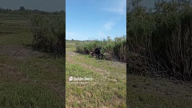 Утренняя смена-коровья а дневная-козья