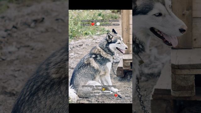 Шанель ищет дом 
#саратов #вдобрыерукисаратов #верностьсаратов