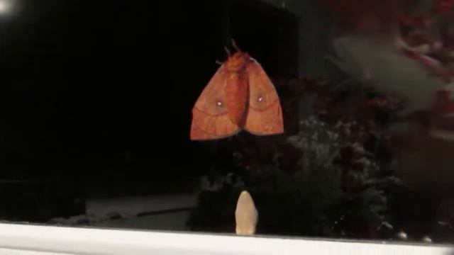 Night of Horrors - Lizard Hunting Night Butterfly
