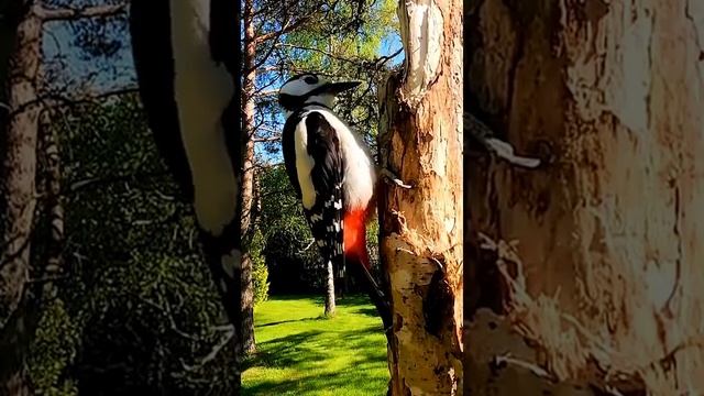 Great spotted woodpecker is too smart