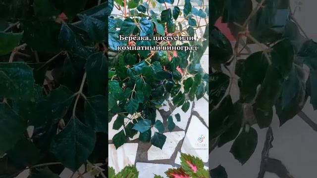 янтарин для цветов
