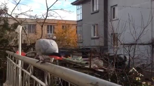 papagal jako pomorie
