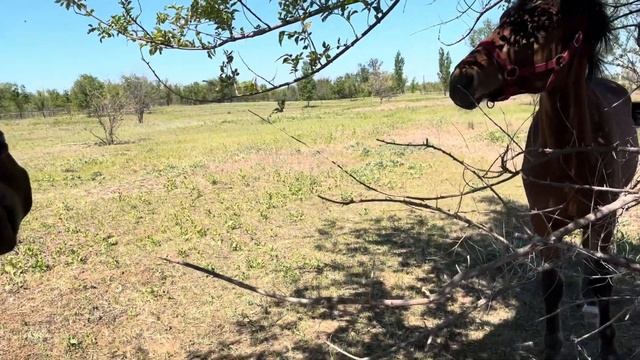 Vlog:укусила лошадь,пасу коз.