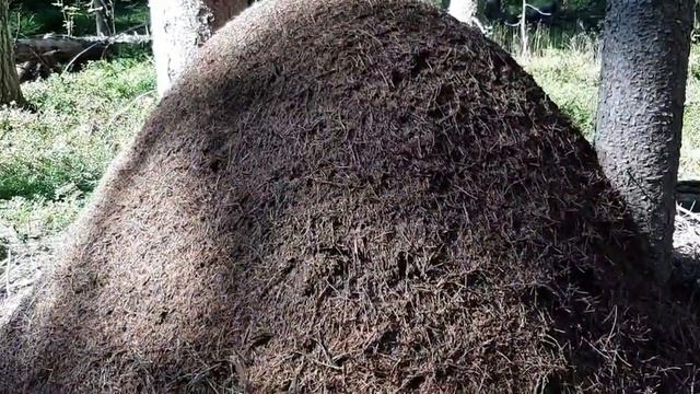 Гигантские Выборгские муравейники
