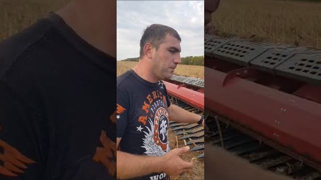 Отзыв от МТС Краснодарского края по безрядной жатке НАШ для подсолнечника