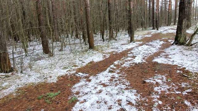 ЛЕСНЫЕ БЕСЕДЫ. Ваш человек