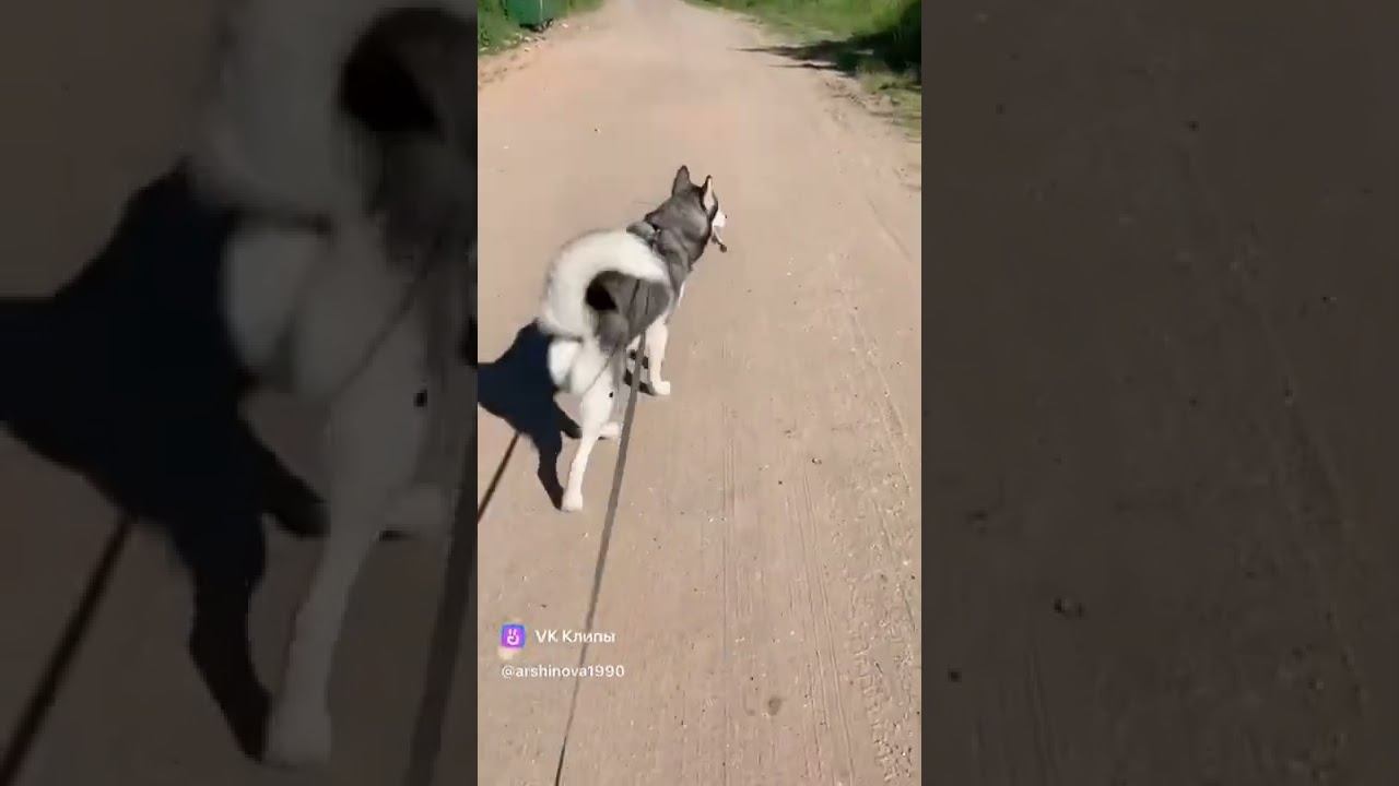 Хаски Брюлик на прогулке.
