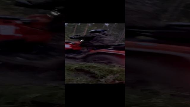 По лесу