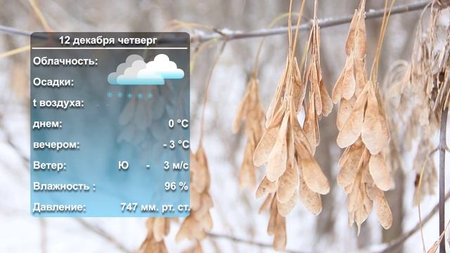 Погода на завтра_11_12_24