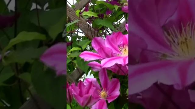 Клематис. Дмитрий Шлапак