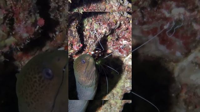 Cleaner Shrimps and Moray Eel mutualistic relationship - Snorkeling - Waigeo - Raja Ampat  Indonesi