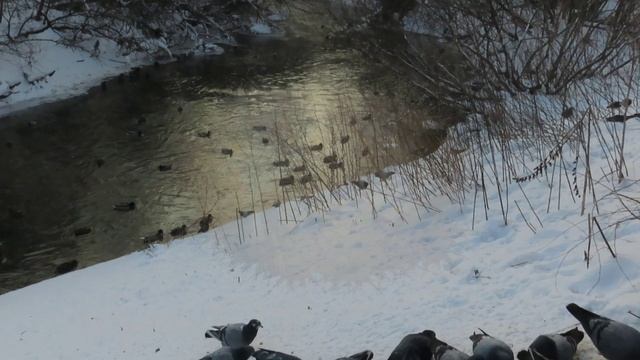 Свиристели. На Искитимке парит и виды с набережной. Кемерово