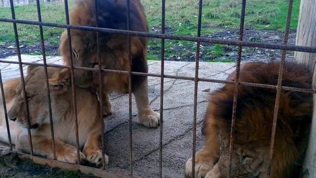 Я в клетке среди львов, а вокруг кипят страсти. Брачный сезон в парке львов "Прайд". Абхазия 12.202