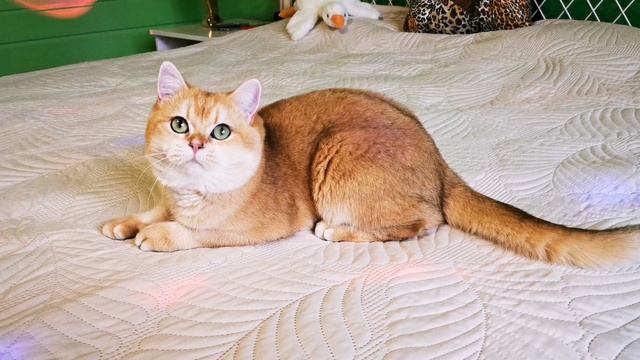 Only Russo Martin 😽😽😽.mp4