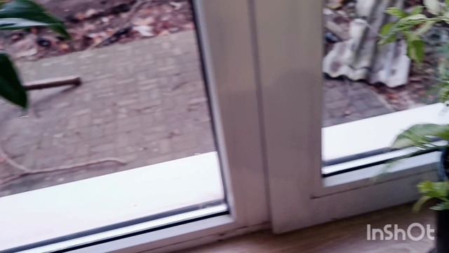 обзор растений. и это не хойи☘️