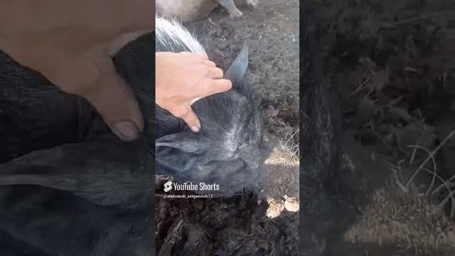 Толоконный лоб свина