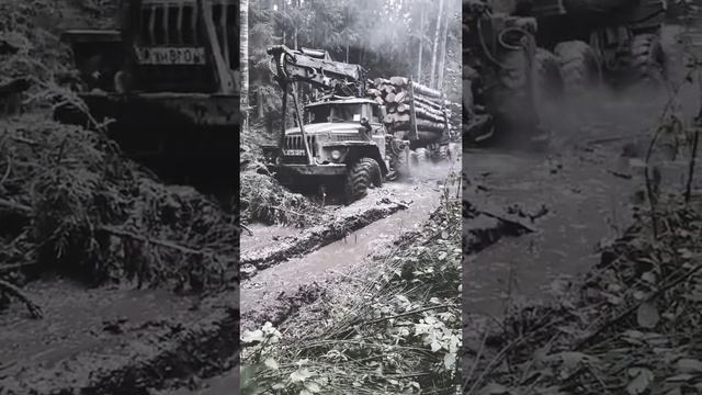 Лесозаготовка, лесовоз Урал
