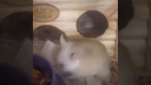 Мастомисы