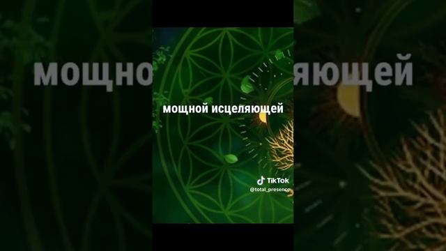 у человека и дерева — общий дух.