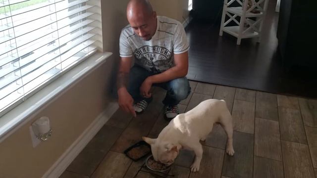 French Bulldog homemade vs canned food