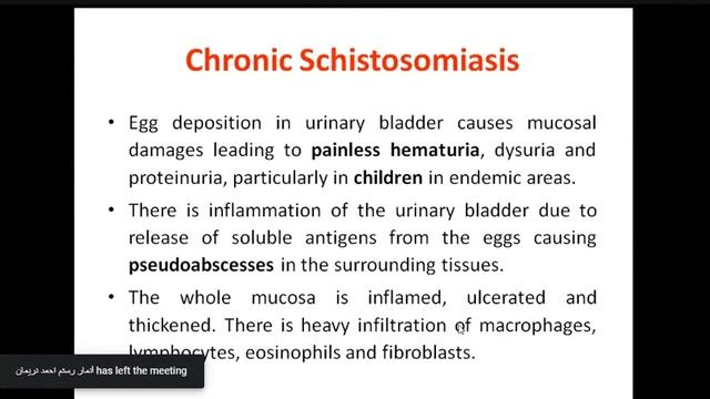 Trematodes schistosoma