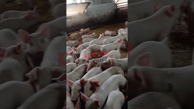 Начало рабочей недели в Верховной Зраде🐷