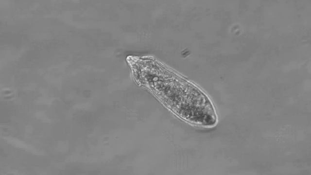 Schistosoma Mansoni Miracidium Swimming