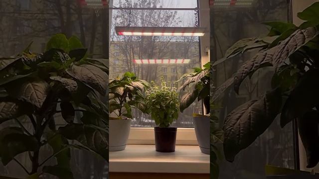Держатель для фитолампы: растёт вместе с вашими растениями! 🌱