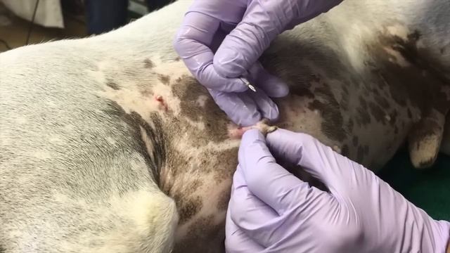 Dr. Doggie Pimple Popper