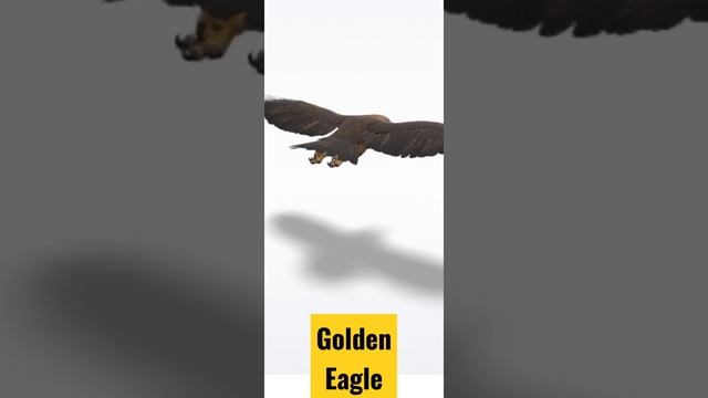 Golden Eagle 3D 🦅🦅🦅 ! 3 Dimension