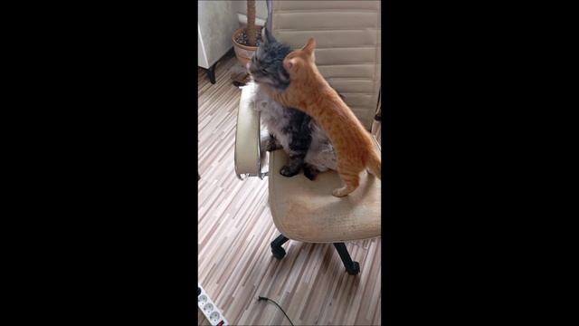 Кот. Кос и Фокс.
