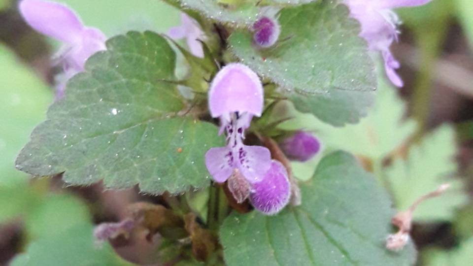 196. Яснотка крапчатая - Lamium maculatum