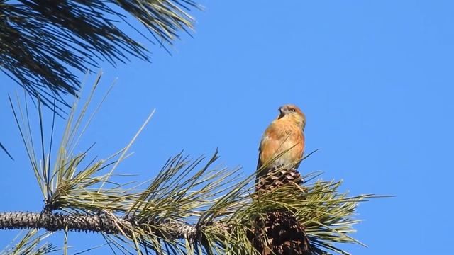 Red Crossbill Singing