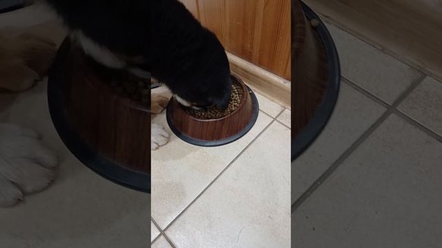 Как проходит день моей собаки