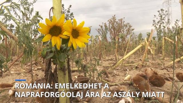 Emelkedhet a napraforgóolaj ára az aszály miatt Romániában