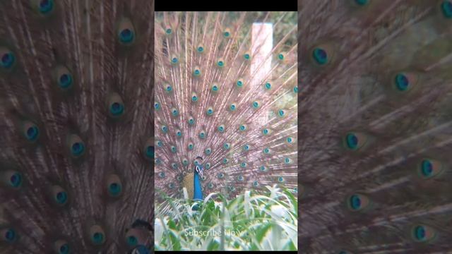 Peacock Opening Feathers || Beautiful Status ||