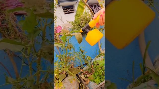 #shortsvideo #insecticides #confidor #fertilizer #garden #gardening #plants  subscribe my channel