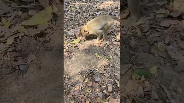 Best Video Monkeys 2024 1940 #monkey #khmerangkor #mychannel #animals #monkeyangkor #youtube