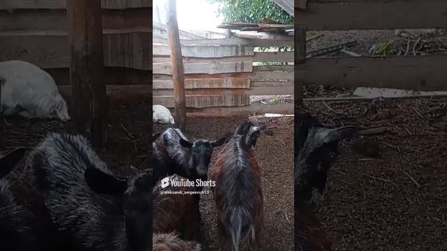 С козами пережидаем ливень под навесом