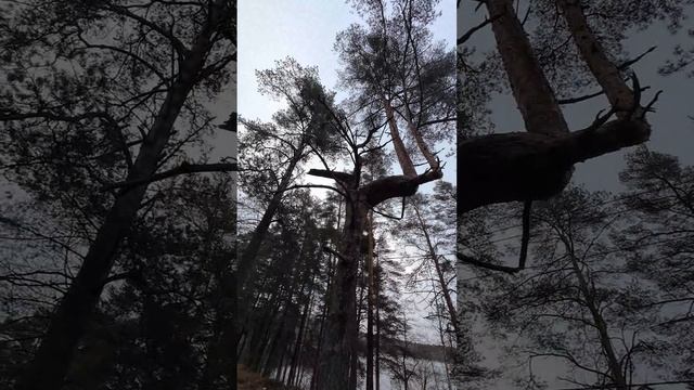 Очень прямой-угольное дерево