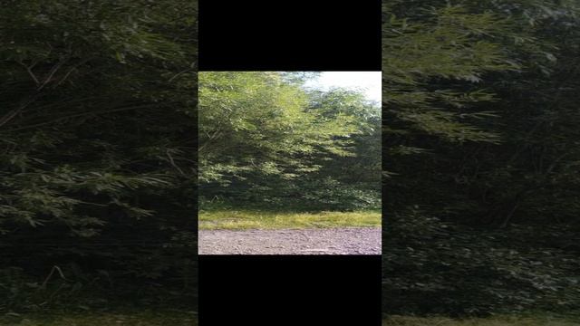 VID_20240809_140847.mp4 Елена Дружиненко Воркута