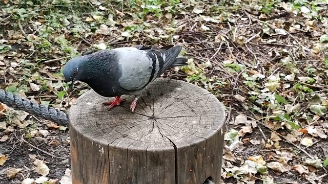 Голубь без лапки. Pigeon without leg #birds #pigeons