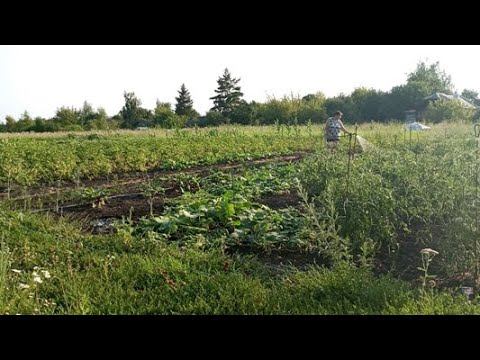 Жизнь в деревне. На огороде в июле, Обзор, События дня