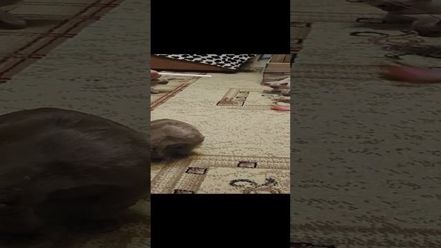 1000177441.mp4