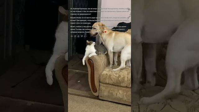ChatGPT раскидал за котиков и собак 😅