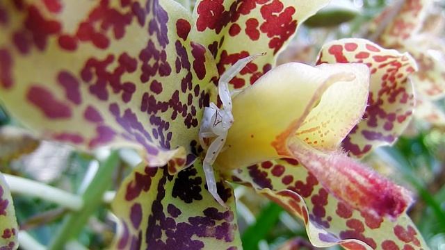 Crab Spider on Tiger Orchid (11Aug2014a)