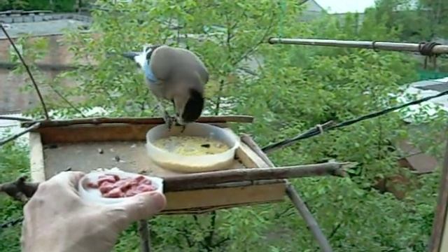 Сойка на кормушке