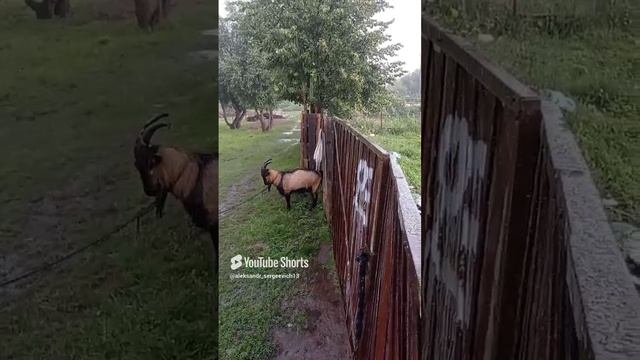 Козёл малость промок, но дождь быстрого закончился