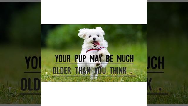 10 Facts ABOUT DOGS In English/DO YOU KNOW THESE FACTS / Some interesting facts // factzz ki duniya