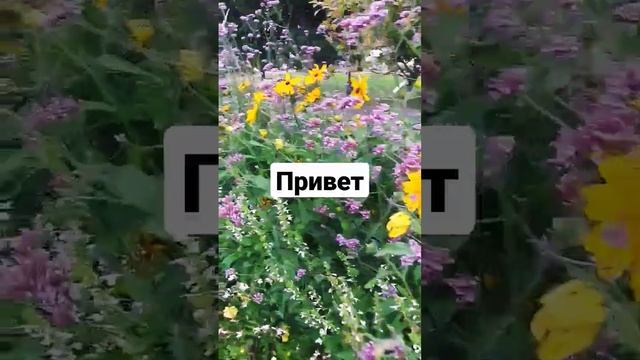 Ах, лето лето...    #цветы #солнце#птицы#красивыецветы#красота